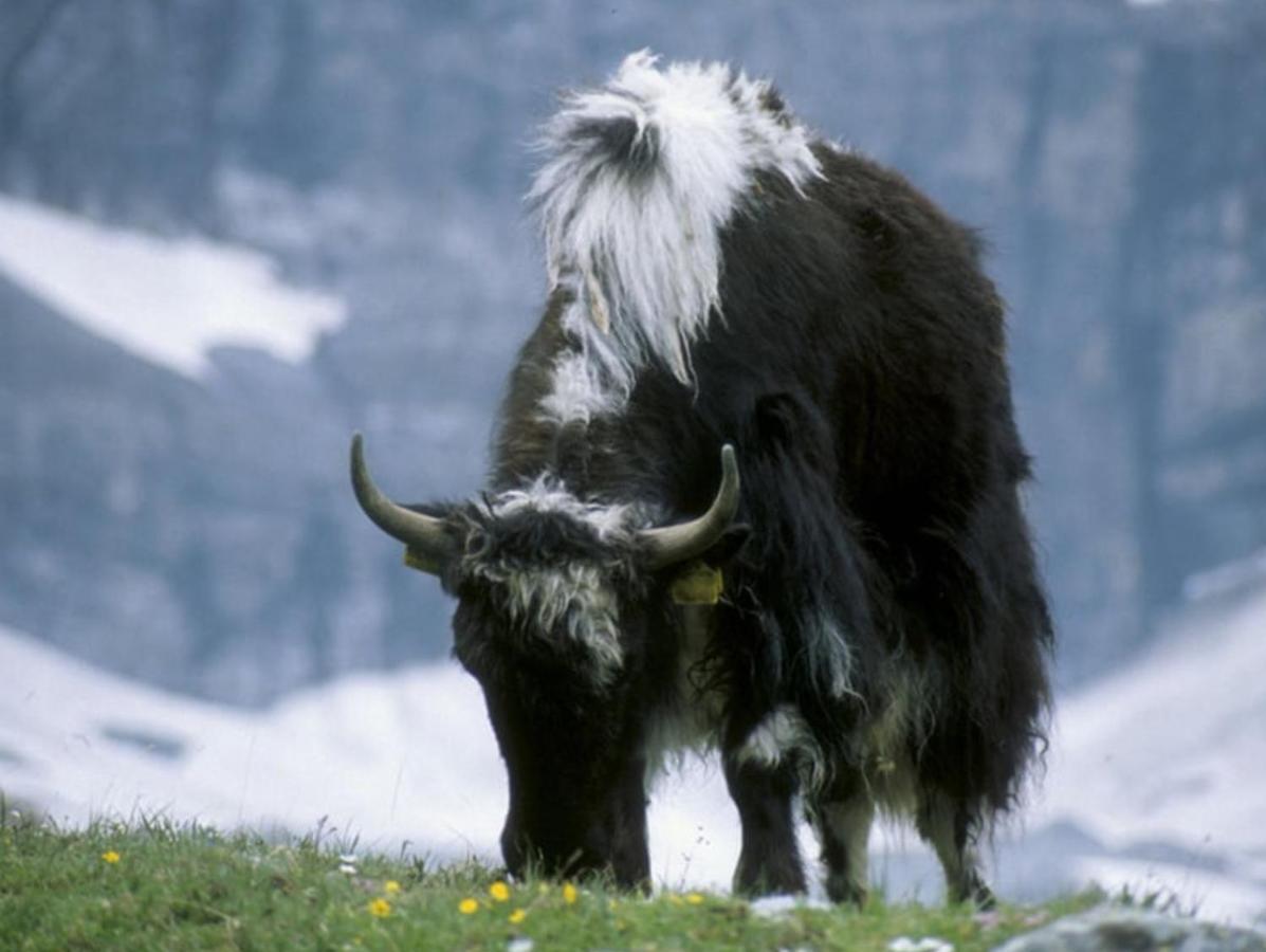 Stilfser Haeuschen Mit Blick Auf Koenig Ortler Vila Exterior foto